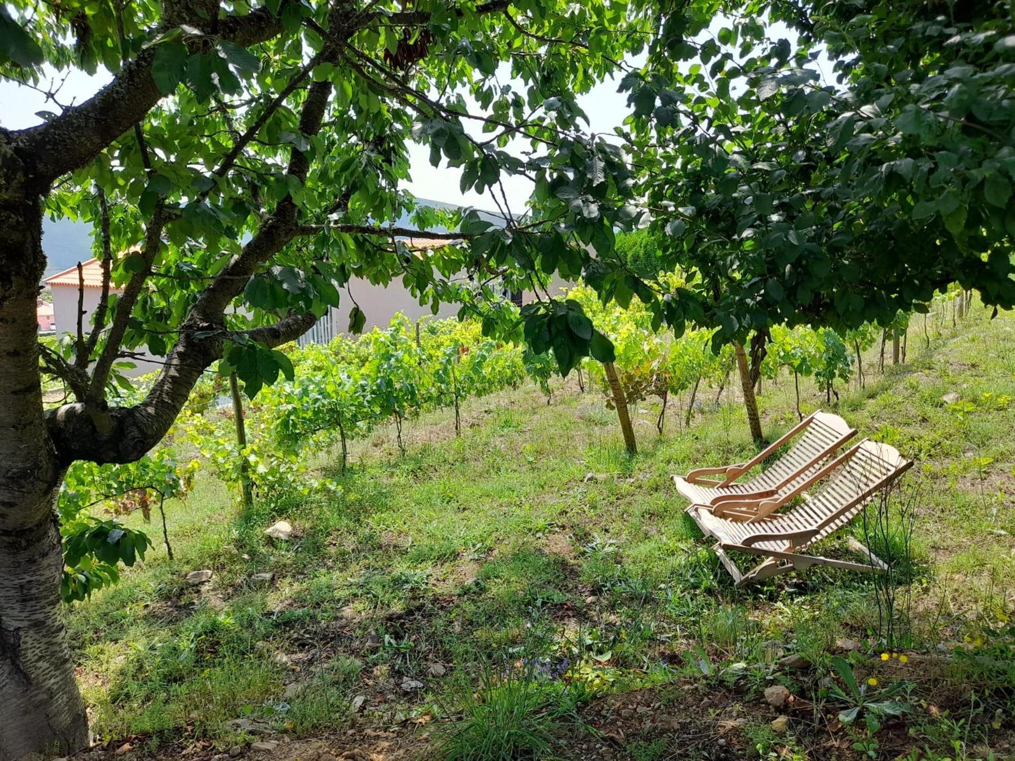 Гостевой дом Quinta Manhas Douro Provesende Экстерьер фото